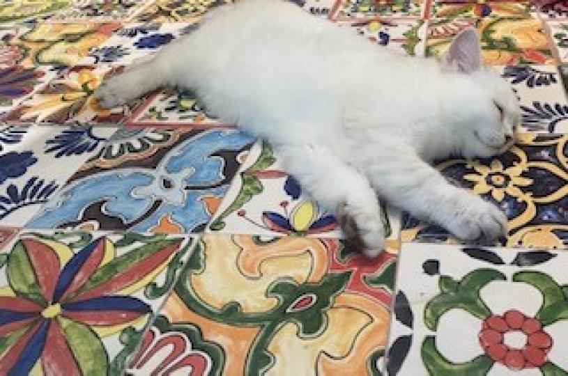 寵物小白貓

小寵物玩得累了，甜甜的睡著，十分可愛。...