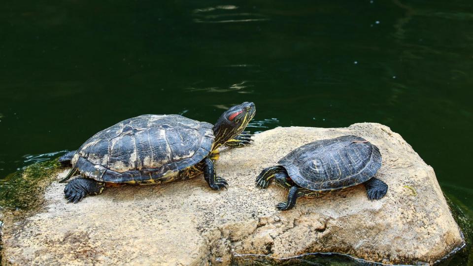 長壽龜

小河或湖邊特別適合龜隻生活，偶爾能看見龜隻爬上石上曬太陽，十分有趣。...