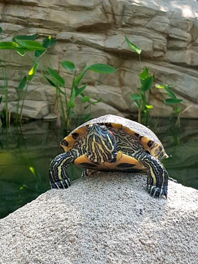 長壽龜

我很久沒有去香港公園了，想不到偶一到訪，可以見到烏龜曬太陽。...