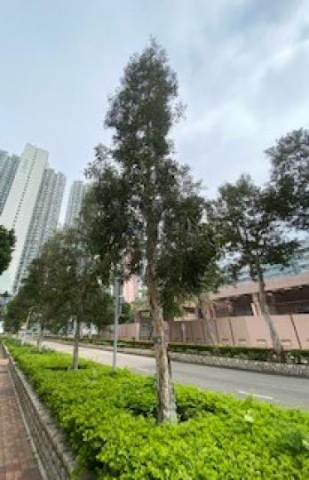 白千層
百千層書如其名,被層層疊疊白色紙張般的樹皮包裹,樹皮像海綿。百千層早期被引入至香港的水塘種植,由於生命力強,善於在濕潤地方生長,它吸水力強,往往可以吸走附近一帶水,改變了當地的生態環境。... 白千層
百千層書如其名,被層層疊疊白色紙張般的樹皮包裹,樹皮像海綿。百千層早期被引入至香港的水塘種植,由於生命力強,善於在濕潤地方生長,它吸水力強,往往可以吸走附近一帶水,改變了當地的生態環境。...