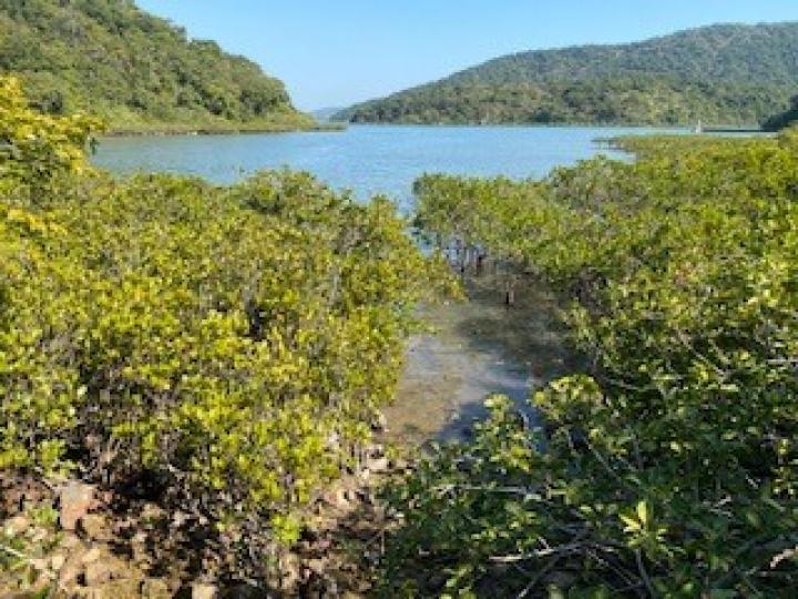 東心淇
東心淇是西貢大灘內海的小半島。左臨高塘,右為赤徑口。其西岸的紅樹茂密,木欖、秋茄等真紅樹很是常見。... 東心淇
東心淇是西貢大灘內海的小半島。左臨高塘,右為赤徑口。其西岸的紅樹茂密,木欖、秋茄等真紅樹很是常見。...