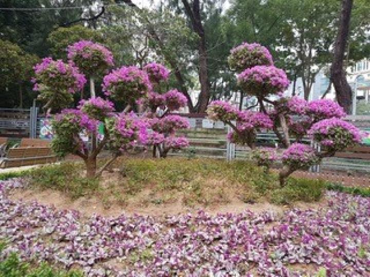 維多利亞公園
近日天氣稍回暖，維多利亞公園內的洋紫荊仍開花。...