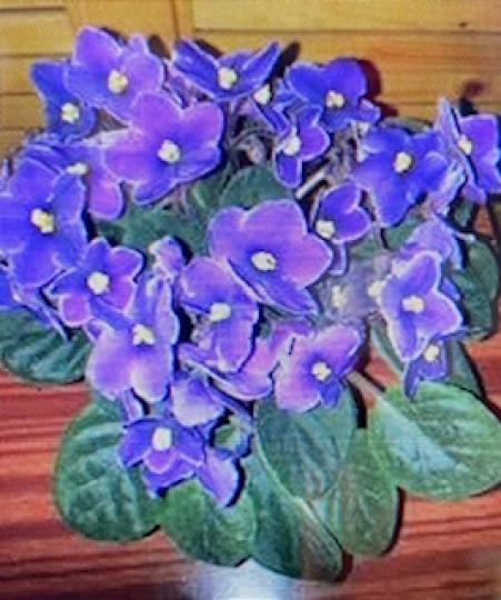 菲洲紫羅蘭

培植菲洲紫羅蘭要知道花的特性，需要陽光，澆水放盆底碟子上讓泥土慢慢吸收水份。盆栽最好放辦公室窗前，有陽光，有冷氣。...