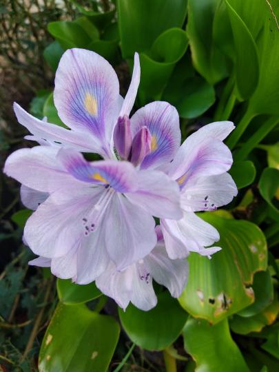 淡紫色的花
這淡紫色的花，我百看不厭，因它清雅脫俗。...