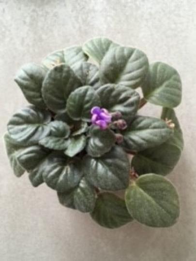 種花
我喜歡種菲洲紫羅蘭，但總是失敗多於成功，原因是心急澆水太多，陽光不足夠。...