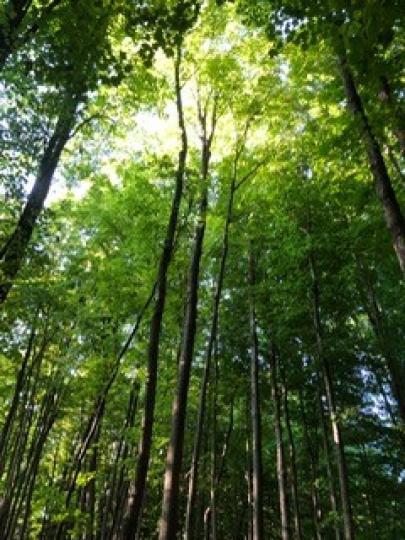 步行徑

在林蔭步行徑散步，空氣清新，特別舒暢。...