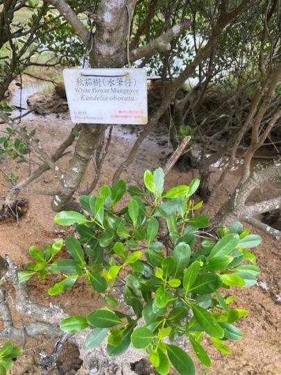 水筆仔
水筆仔是紅樹科屬下的一個物種，又稱「秋茄樹」。水筆仔靠裸露於地面板根狀的呼吸根，具有海綿狀組織，幫助吸收氧氣。...