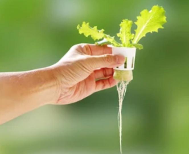 水耕栽培
水耕栽培是一種不使用土壤種植植物的技術，只透過水攜帶供植物生長所需的營養成分，或是兼使用支撐植物根部的材質，例如：木質纖維、砂粒、泡棉等。...