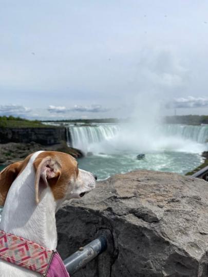 尼瓜拉瓜瀑布

尼瓜拉瓜瀑布跨越美加東部邊境，小狗莉莉也跟主人去觀光。...