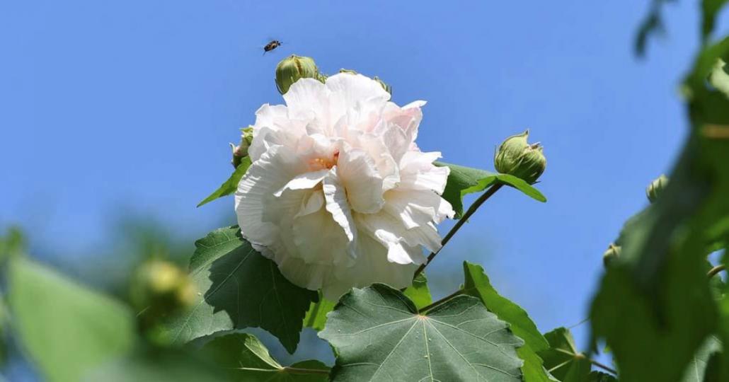 木芙蓉
木芙蓉花的顏色有一日三變的特色。...