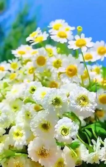 白菊花
白色代表純潔，白色的菊花給人一種自然純潔清雅的美。...