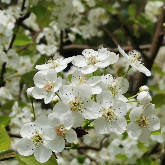 坑口
坑口文曲里公園的梨花有一種清純美。...