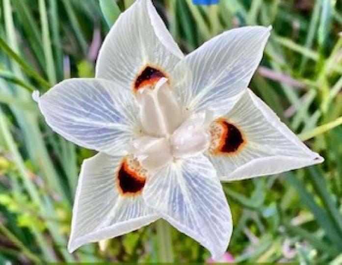 美麗的白花

這花花瓣白得通透，給人一樣純潔無瑕的感覺，我好喜愛！...