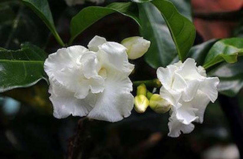 馬茶花
公園內種了幾株馬茶花。據網上資料得知馬茶花繁殖以扦插或高壓法，春至秋皆可繁殖，以春季最佳。主要用在庭園美化植材或大型盆栽。...