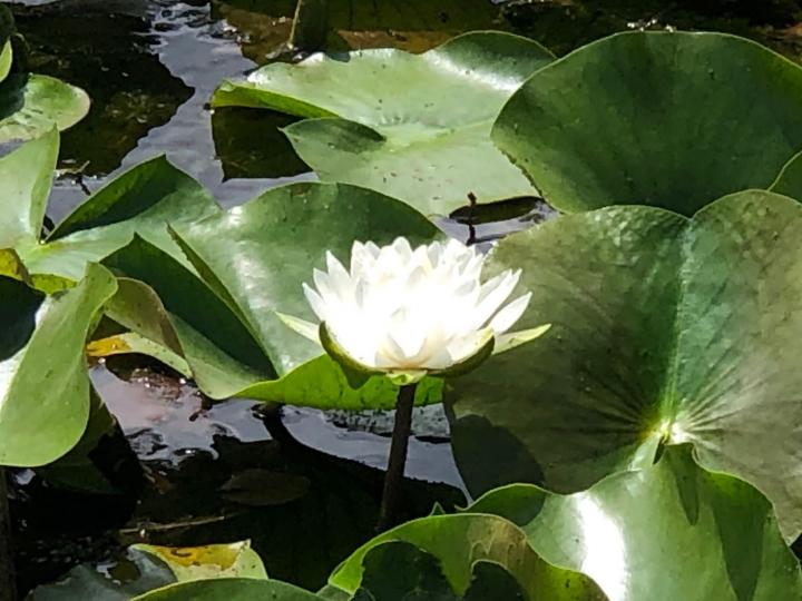 花語
白蓮花的花語是純潔、無邪和堅貞。...