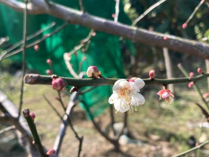 冬梅
冬天是梅花開的時間，鄉郊居民栽種梅花成功。...