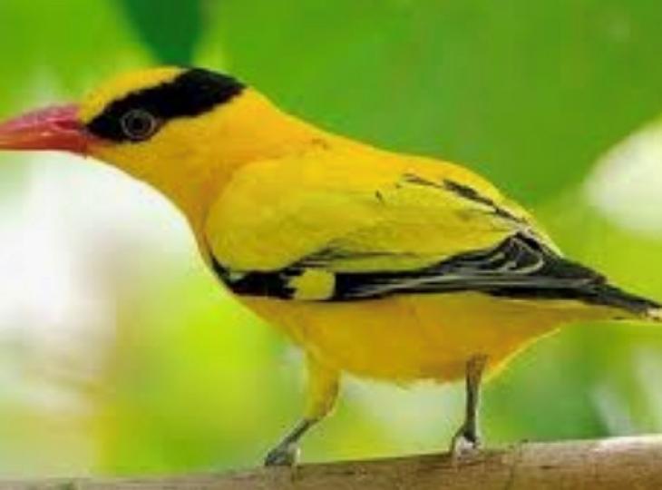 黃鶯
黃鶯的體羽大部分呈金黃色，兩翅及尾呈黑色，在頭部通過眼有一條寬闊的黑紋，嘴呈粉紅色，腳呈鉛色，是一種非常美麗的鳥。黃鶯的鳴聲清脆，富有音韵。...