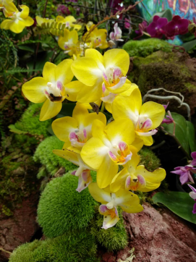 蘭花
蘭花形態美，黃色蘭花好特別，我喜歡。...