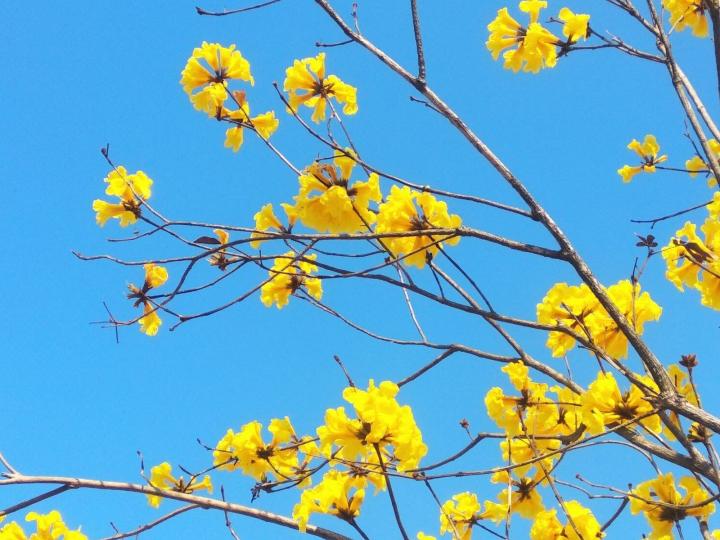 黃鈴花

立了春的天氣漸漸回暖，黃鈴花處處開。南昌公園黃鈴花盛放，引來不少拍友。...
