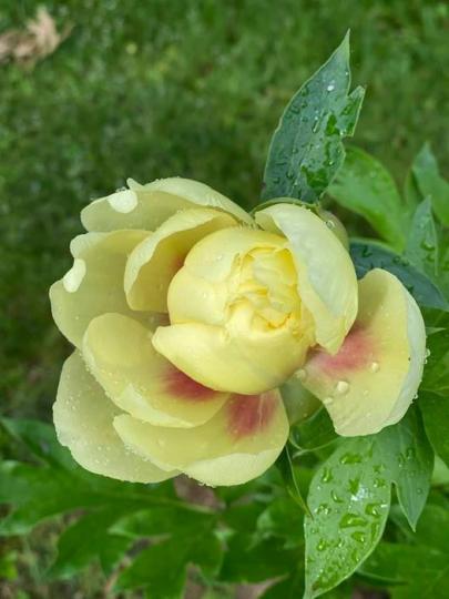 雨後
雨後任何花都晶瑩滋潤，盡顯美態。...
