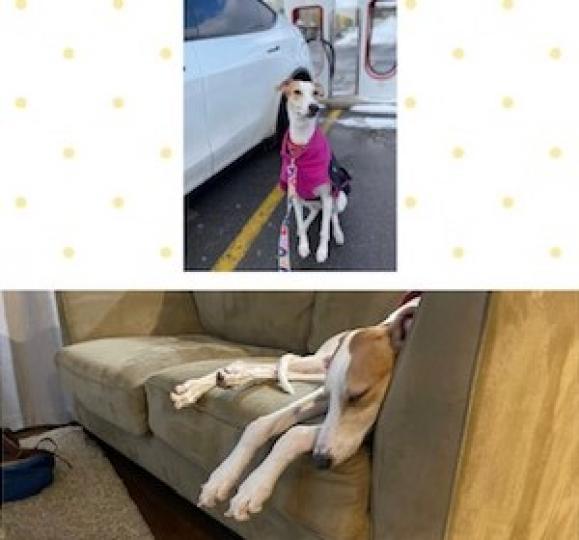 愛犬
妹妹的愛犬動靜佳宜。牠享受冰天雪地上的散步和懶洋洋地在沙化上休息。...