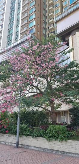 被路旁的一棵樹木吸引著，前面長滿溫婉嬌柔的粉紅色花朵，後面乃是翠綠潤澤的葉片。

原來是美麗异木棉

又被稱為美人樹，它是速成的樹種，一株上可有不同的花色，而且長得茂盛高大。...