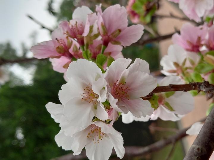 見到別人影的櫻花好靚, 心思思都想去欣賞吓, 去咗大埔海濱公園, 櫻花樹不多, 但每棵都開得好靚, 值得一行。
     經園中職員介紹, 這些櫻花都有排開, 因還有很多花冧, 就算稍後再來, 都會欣...