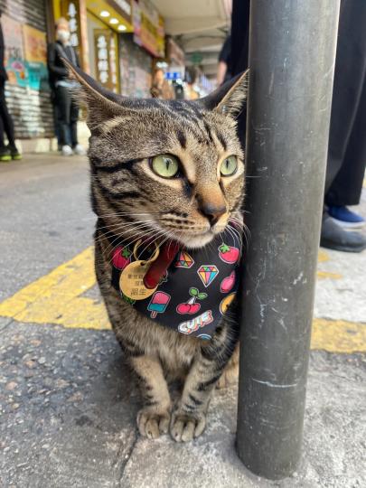 香港人氣貓店長,旺角「阻生」絕對榜上有名,全因牠每日都「駐守」巴士站,與乘客一起排隊等巴士, 你哋有冇探下佢? 不過探還探, 盡量唔好太騷擾佢.
https://hk.ulifestyle.com.h... 香港人氣貓店長,旺角「阻生」絕對榜上有名,全因牠每日都「駐守」巴士站,與乘客一起排隊等巴士, 你哋有冇探下佢? 不過探還探, 盡量唔好太騷擾佢.
https://hk.ulifestyle.com.h...