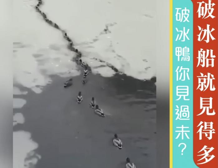 鴨子🦆團參加破冰之旅...