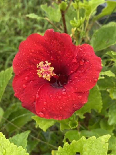大雨後的紅花颜色更鮮艷...