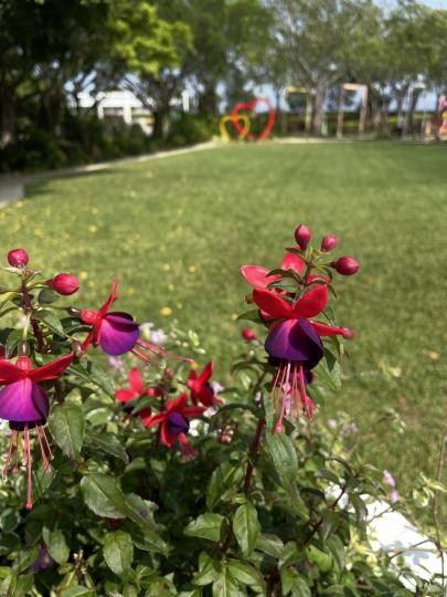 除咗花展有靚花，公園也有其他靚花欣，吊鐘花很搶眼呀！...