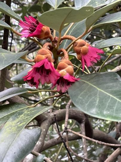 早安！行山影到少見的紅色吊鐘花...