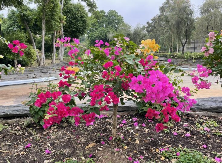 公園將不同顏色杜鵑花結合變得七彩艷麗...