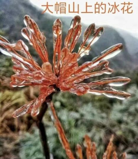 冰花像雪花❄️的形狀嗎？...