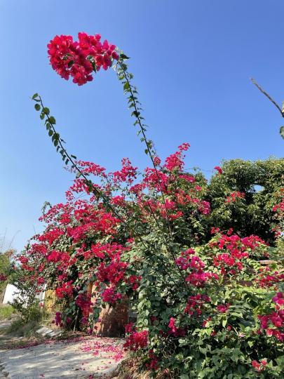 杜鵑花盛開，風吹落花遍地...