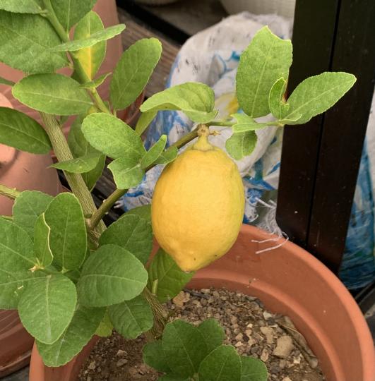 小花盤種的檸檬🍋都幾大喎...