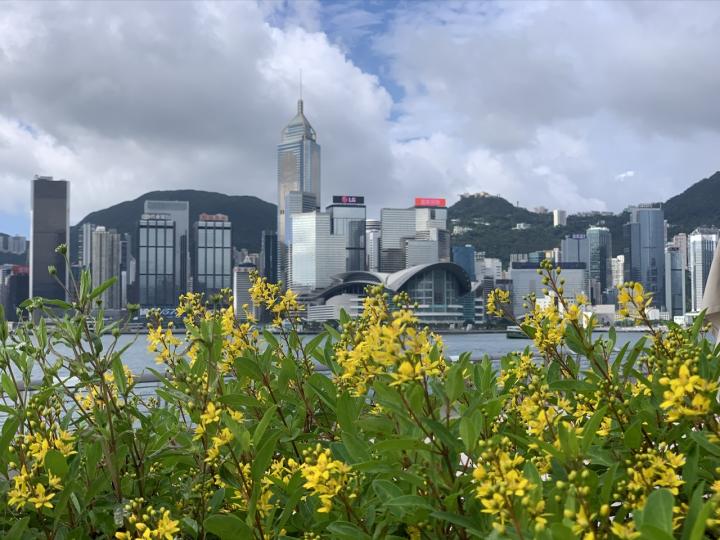 有花襯托的維港景色有美好的前景...