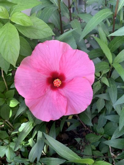 紅花色彩鮮艷，花芯嬌艷欲滴...