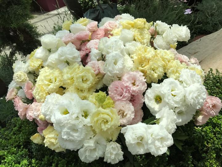 粉色系列的花

粉色系列的花配搭一起有一種和諧美。...
