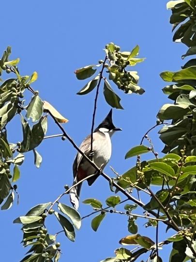 早安！鳥兒也望疫情快走過...