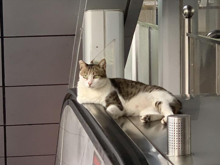 貓咪在扶手電梯旁守護乘客上落平安...