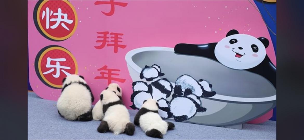 小熊貓🐻‍❄️出嚟向大家拜年，新年快樂...