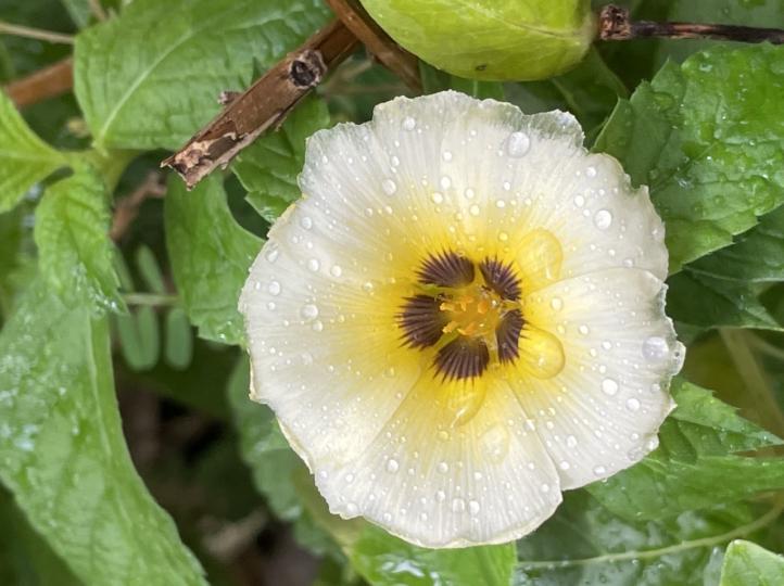 早安！花朵上的水珠顯得花紋更美...