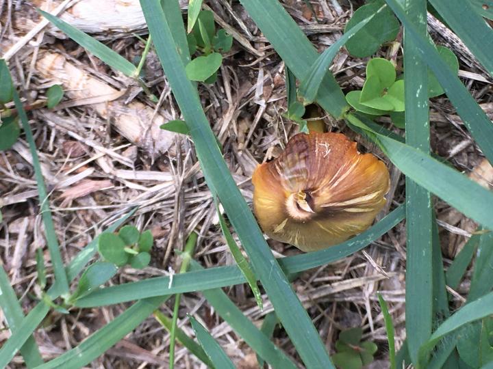 公園的草地上也長出菇菌...