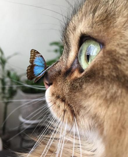貓咪被蝴蝶嚇到眼都大了...