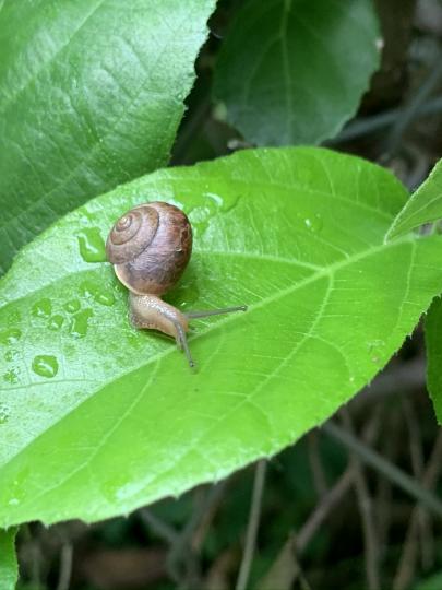 雨水多了蝸牛🐌也出現多了...