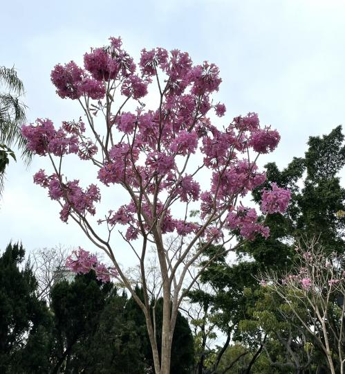 寨城公園的粉紅色風鈴木開花...