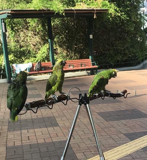 三隻鸚鵡🦜在公園曬太陽...