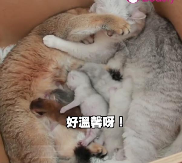 新生小貓咪一家擁在一起睡覺好溫馨...