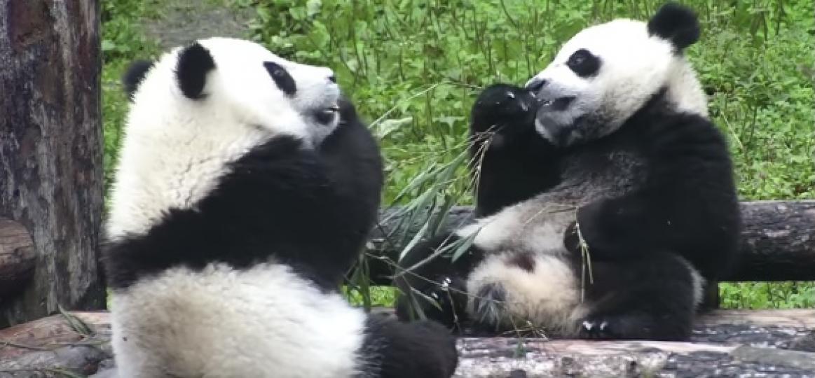 睇吓邊個食得快就可以添食...